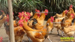 ����Ǳɽ3000ֻ������Ѱ��·