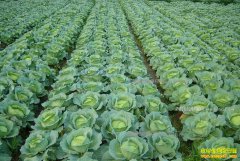 ��������800��Ķ���˼۸��µ���Ѱ��·