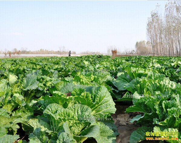 2017��ײ˼۸�Ԥ�⣺�ײ˼�һ·���� ����ǰ���к�����