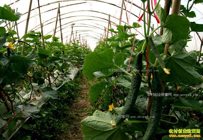 2016��ƹϼ۸�Ԥ�⣺�ӽ��α������ƹ������µ�