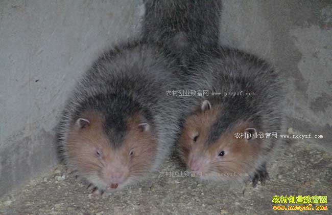 ���������س¾�����ֳ�����Ǯ;��