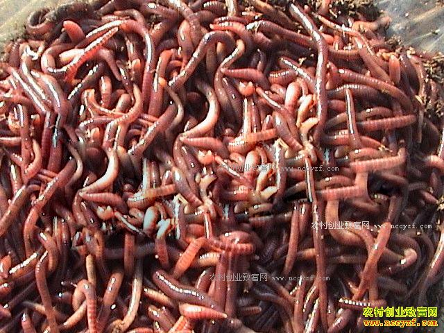 ������������ţ����ֳ�ձ���ƽ�������Ч���