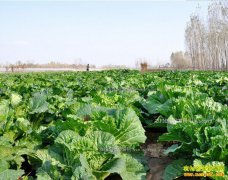 2017��ײ˼۸�Ԥ�⣺�ײ˼�һ·���� ����ǰ���к�����