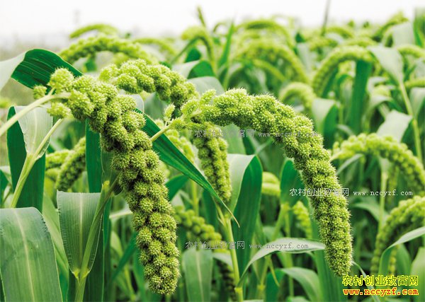 2017��1��19������С��(����)�۸�����