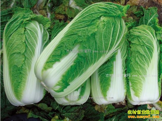 2017��1��19�ս��մ�ײ˼۸�����