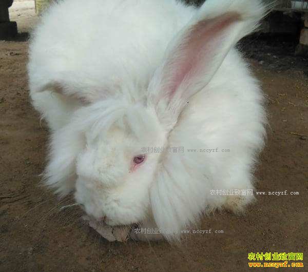 2017��������ë�۸����� 