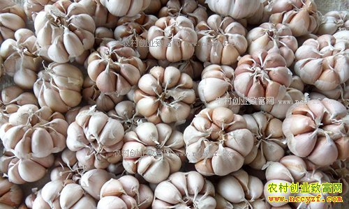 2017��1��19�����´���۸���������