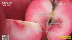 [�Ƽ�Է]����Ӫ����Ӣ����ֲ����ƻ��������