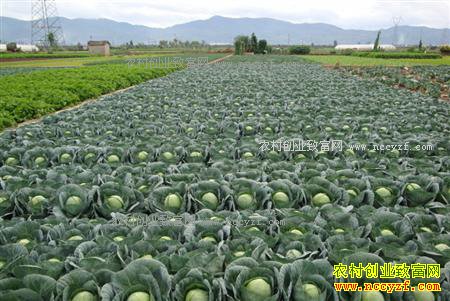 ��������÷�Ҵ���ֲ����600Ķ ����400��Ԫ