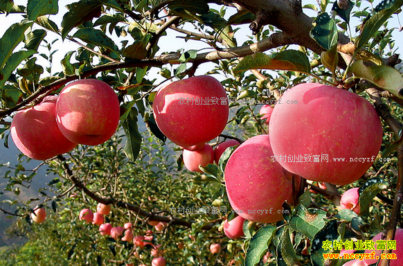 2017��ƻ������Ԥ�⣺����ƻ���г�ή�Ҳ��������ƴ���