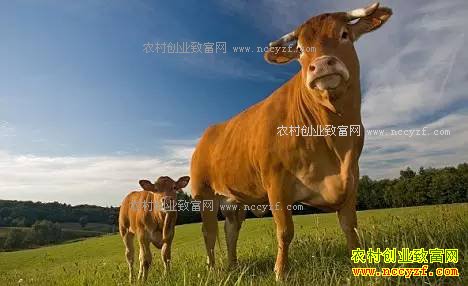 2017����ţ׬Ǯ�� ��ţ��׬5��ɹ���90%