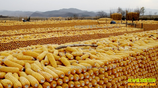 2017年多种农产品需防范价格下跌风险