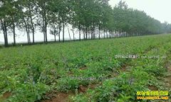 2017����ҩ�Ĳ�����ֲʲôҩ����׬Ǯ?