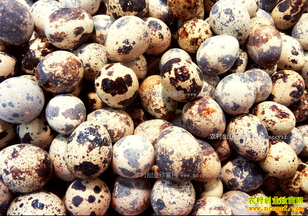 今日鹌鹑蛋价格及行情走势