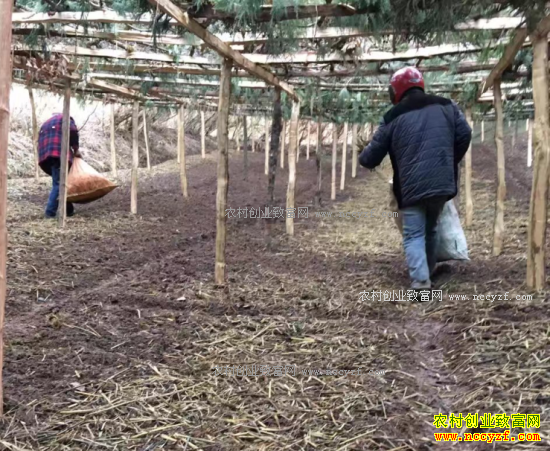 2017������۸�Ԥ�⣺���ں�����۸��������