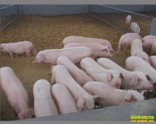 ɽ���������ຣ��ҩι����������׬20��