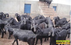 ������ڹ�˰���Ͷ����򻧺���۸���ʲôӰ�죿