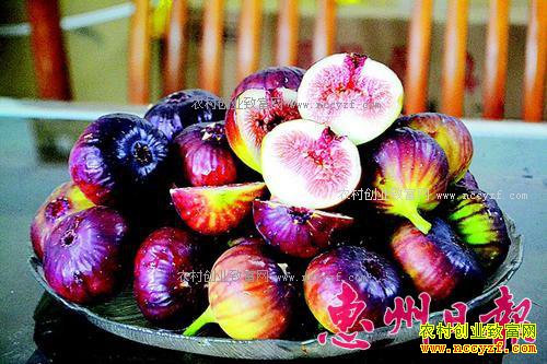 �㶫��������ΰ�����紴ҵ��ֲ�޻�����ũ�¸�