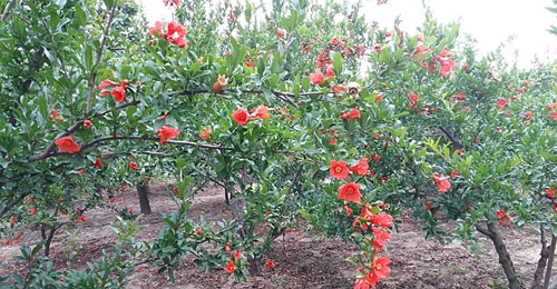 ����������������ֲ��������һ����