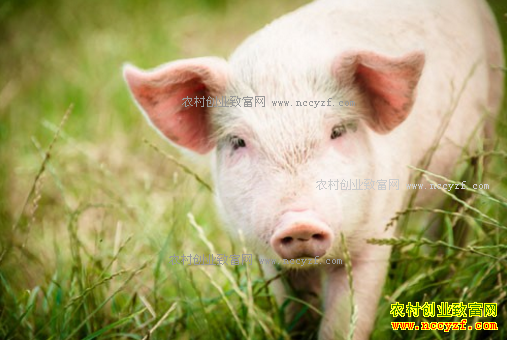 δ����������ר��Ԥ��