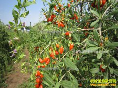 �������Ž���ƽ��ֲ���Զ������������ǧ��Ԫ