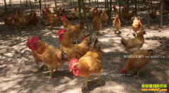 ����ᶼ���컪��������������Ӧ��