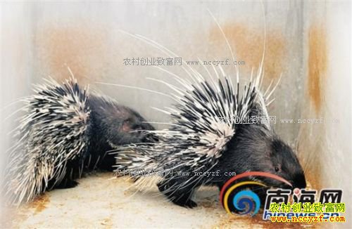 ���϶������ֺ�����ֳ������ũ�¸�