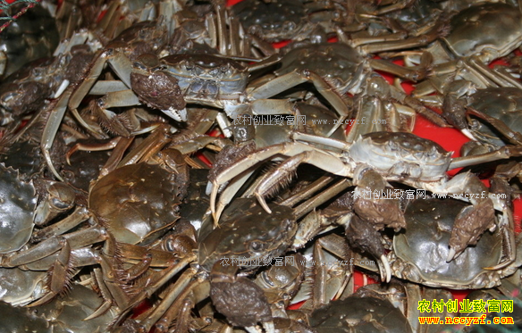 2017�괺��ǰ�з�۸����飺��ˮз�۸���������