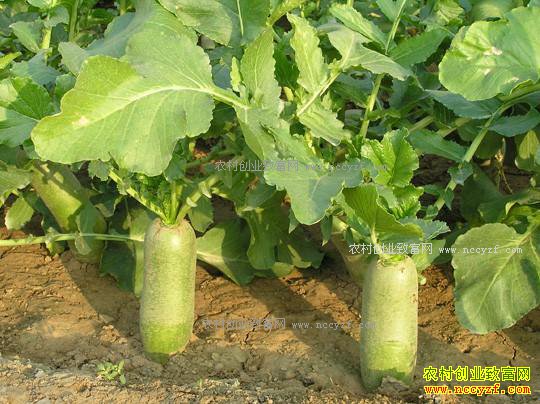 ɳ���ܲ��۸񿰱�ˮ�� ��ֲɳ���ܲ�׬Ǯ��