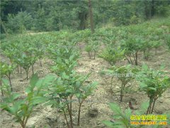 ���ϻ����ӹ�����ֲ�ӹ�ħ��ҵ�¸�