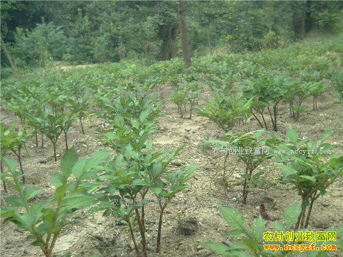 ���ϻ����ӹ�����ֲ�ӹ�ħ��ҵ�¸�