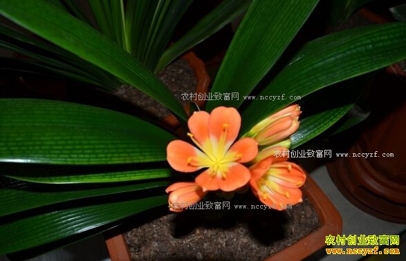 ���ֹ�������������������ֲ���������¸�