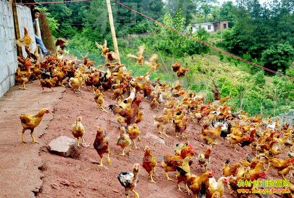 �����̳��Ҹ���̬��ֳרҵ��������������ũ�¸�