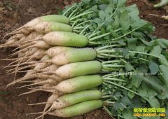 ���ɳ���ܲ��۸񿰱�ˮ�� ��ֲɳ���ܲ�׬Ǯ��