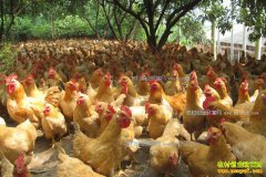 Ϊɶ������׬Ǯ��