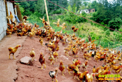 �����̳��Ҹ���̬��ֳרҵ��������������ũ�¸�