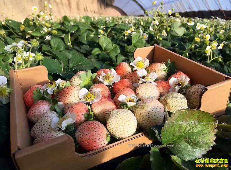 ���ɹ�90���ѧ���ֽ�����ֲ�ײ�ݮ��ҵ�¸�