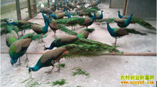 ɽ�������ȸ����־����ֳ��ȸ��ҵ�¸�