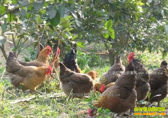 �����»�����ΰ������ɽ��������׬Ǯ