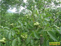 ɽ��������Ѯ�����信��ĺ�����ֲ�¸���