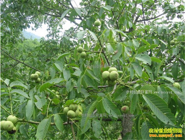 ɽ��������Ѯ�����信��ĺ�����ֲ�¸���