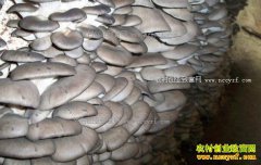 ������������״Ԫ��Ԫ����ֲʳ�þ�����300��