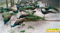 ��������С�´壺��ֳ��ȸ��ũ���¸�����Ŀ