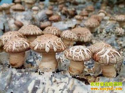 �㽭��Ԫ�ط�����������ֻ�����ҵ�¸�