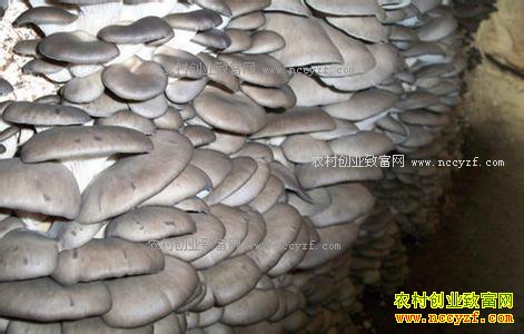 ������������״Ԫ��Ԫ����ֲʳ�þ�����300��