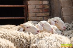 ���ذ���أ�����ӹ���ë��ũ���¸�����Ŀ