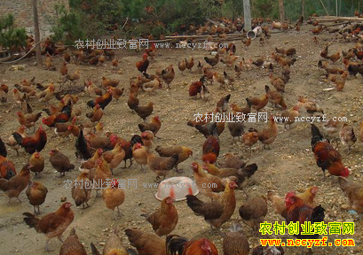 ����ͭ�ꡰ����������紴ҵ�����¸�