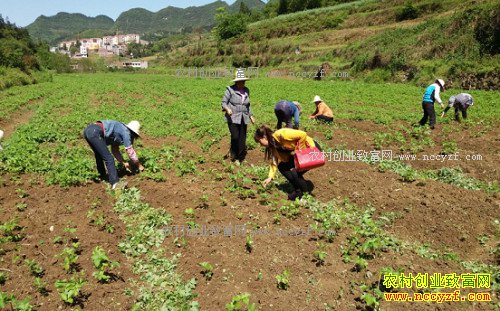 �Ĵ�������80���������������ҩ����ֲ�¸���