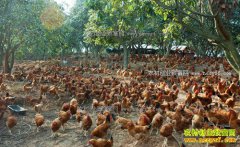 ����ǭ������Ʒ�������������¸���