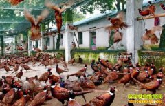 2017��������ֳ׬Ǯ�� ��չ������ֳ��������׬Ǯ